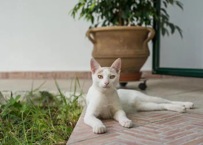 Apartment Peraspitaki