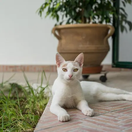 Apartmán Peraspitaki